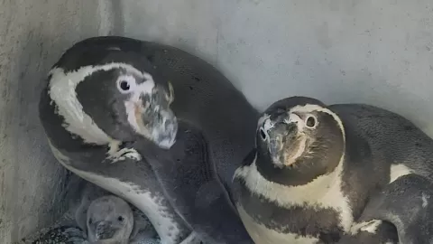 Acuario logra la reproducción del primer pingüino en Mazatlán