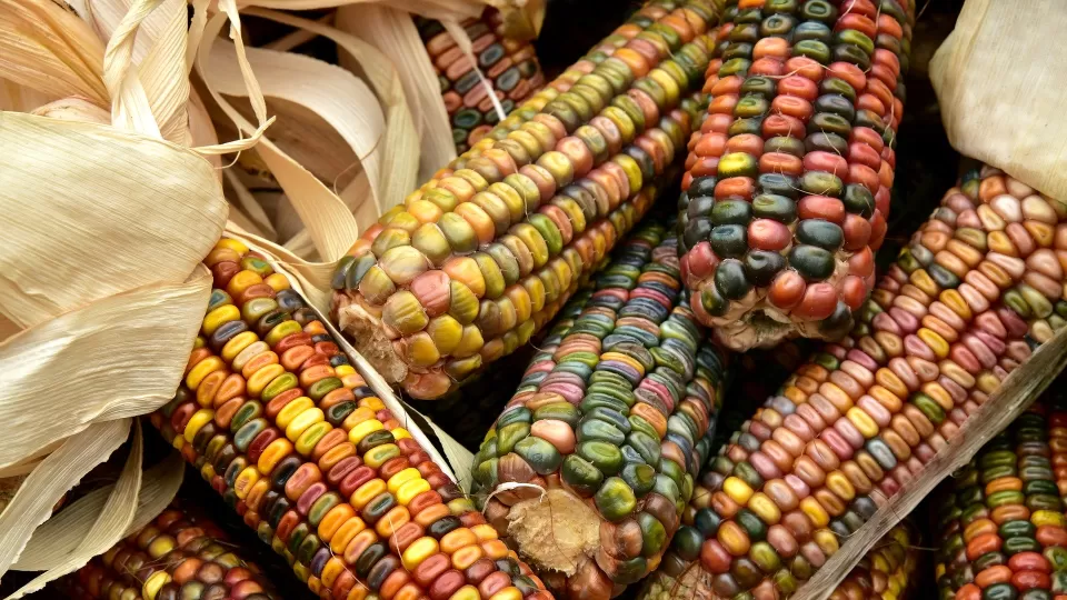 Senado aprobó conservación y protección de maíces nativos y sus parientes silvestres