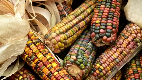 Senado aprobó conservación y protección de maíces nativos y sus parientes silvestres