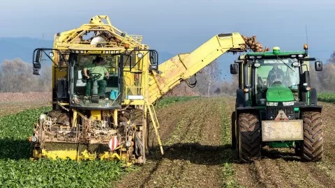 Ya está cubierto el pago al 72.20% de productores trigueros
