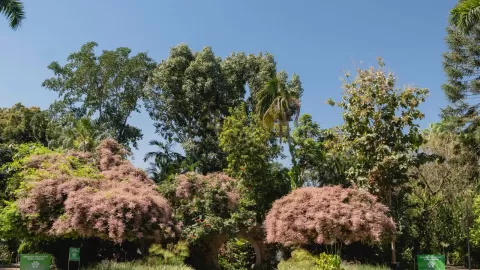 Disfruta la lluvia de orquídeas en el Jardín Botánico de Culiacán