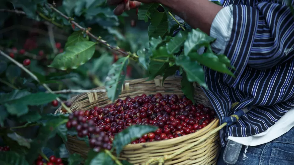 Aprueba Senado dictamen por el que se expide Ley de Desarrollo Sustentable de la Cafeticultura