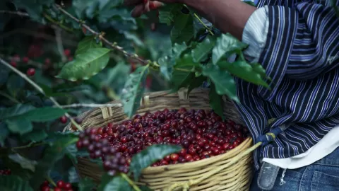 Aprueba Senado dictamen por el que se expide Ley de Desarrollo Sustentable de la Cafeticultura