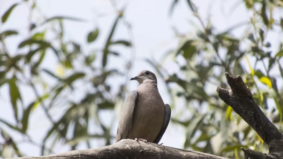 Presenta ISIC estudio Aves de Culiacán, guía práctica de campo