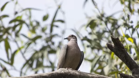 Presenta ISIC estudio Aves de Culiacán, guía práctica de campo