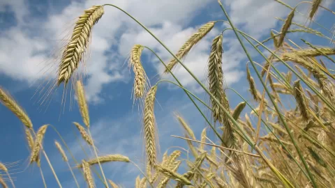 Precio base de 45 dólares por tonelada para el trigo de Sinaloa y Sonora