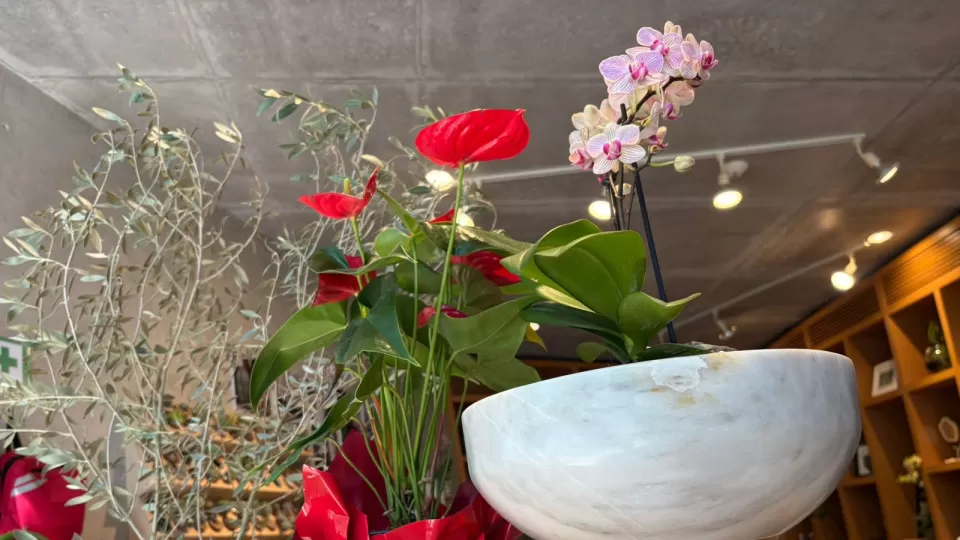 La Tienda del Botánico, una gran opción para elegir el regalo a mamá