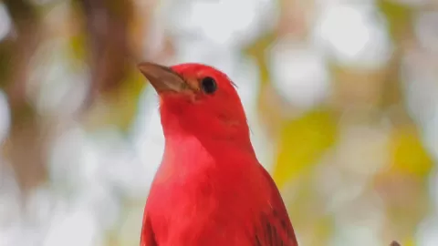 Jardín Botánico Culiacán y Parque Ecológico son espacios importantes para las aves migratorias