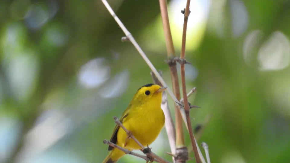 Jardín Botánico Culiacán y Parque Ecológico son espacios importantes para las aves migratorias