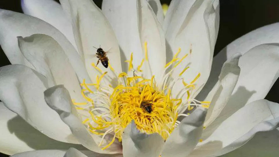 Llaman a salvar a las abejas sembrando plantas regionales en nuestras áreas verdes