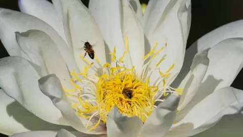 Llaman a salvar a las abejas sembrando plantas regionales en nuestras áreas verdes