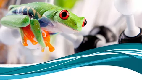 Buscan en ranas moléculas para generar medicamentos y combatir enfermedades inflamatorias e infecciosas