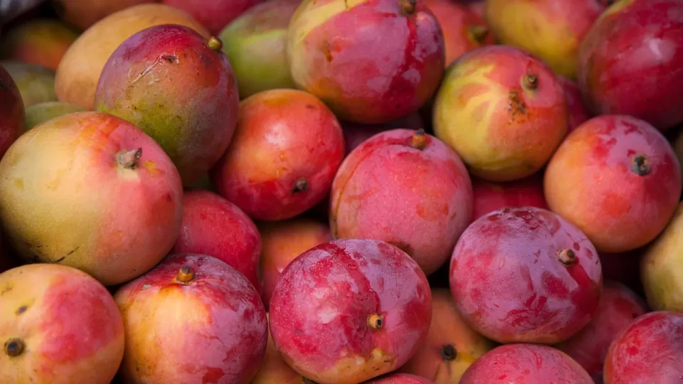 México ocupa el quinto lugar como productor de mango a nivel mundial