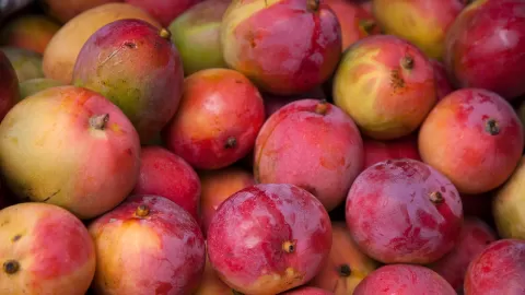 México ocupa el quinto lugar como productor de mango a nivel mundial