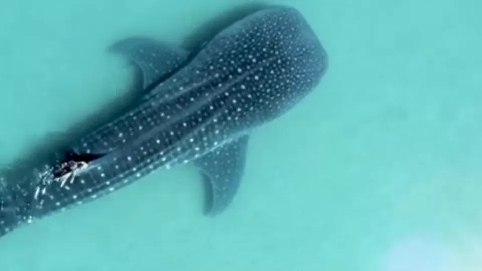 Lanzan documental “Cuidando La Paz del tiburón ballena” que busca preservar al pez más grande del mundo