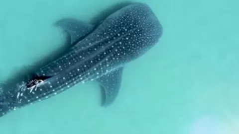 Lanzan documental “Cuidando La Paz del tiburón ballena” que busca preservar al pez más grande del mundo