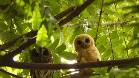 Jardín Botánico Culiacán y Parque Ecológico brindan servicios para mitigar efectos del cambio climático