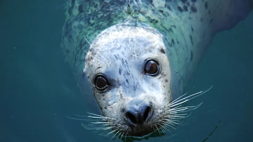 Avala el Senado proyecto de reforma para prohibir el uso de mamíferos marinos en espectáculos