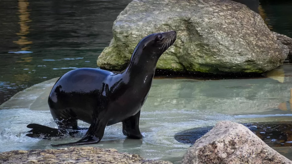 Avala el Senado proyecto de reforma para prohibir el uso de mamíferos marinos en espectáculos