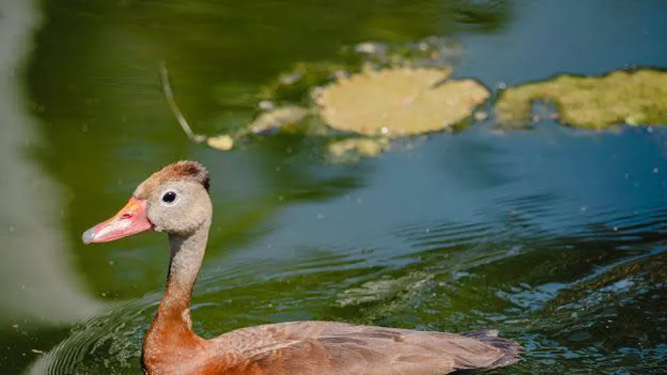 Visitan Pichihuilas el Jardín Botánico de Culiacán, como sitio de alimentación y reproducción