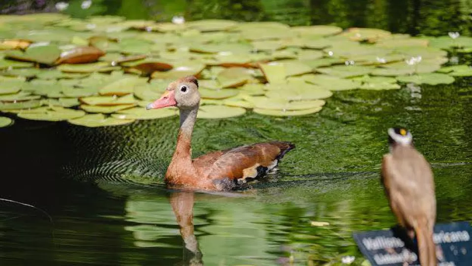 Visitan Pichihuilas el Jardín Botánico de Culiacán, como sitio de alimentación y reproducción