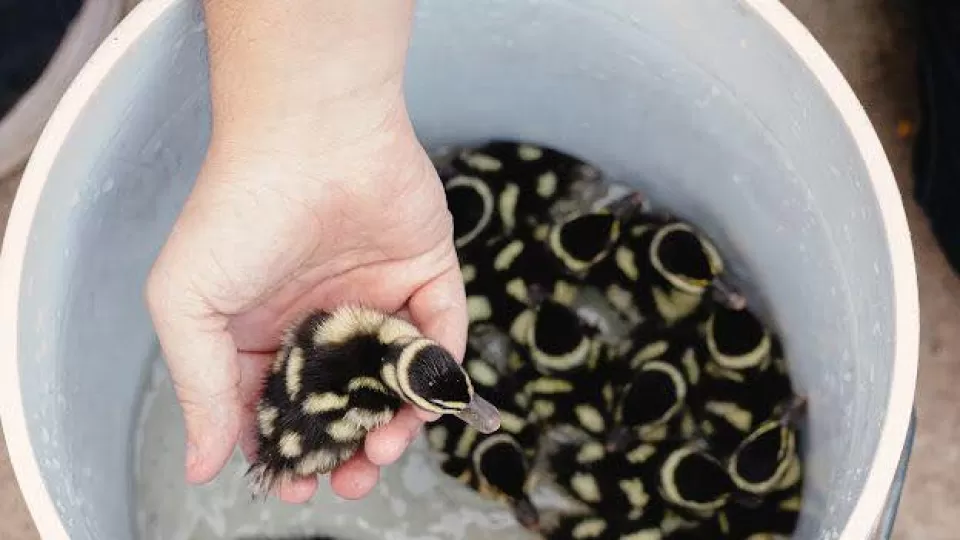 Visitan Pichihuilas el Jardín Botánico de Culiacán, como sitio de alimentación y reproducción