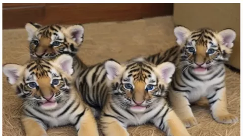 El Zoológico de Culiacán te invita a conocer a sus 4 cachorros de tigre de bengala
