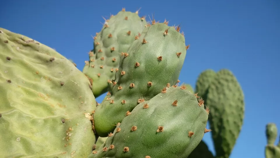 El nopal, mexicano, rico y nutritivo; conoce sus beneficios para la salud