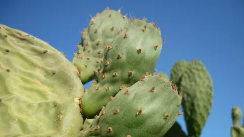 El nopal, mexicano, rico y nutritivo; conoce sus beneficios para la salud