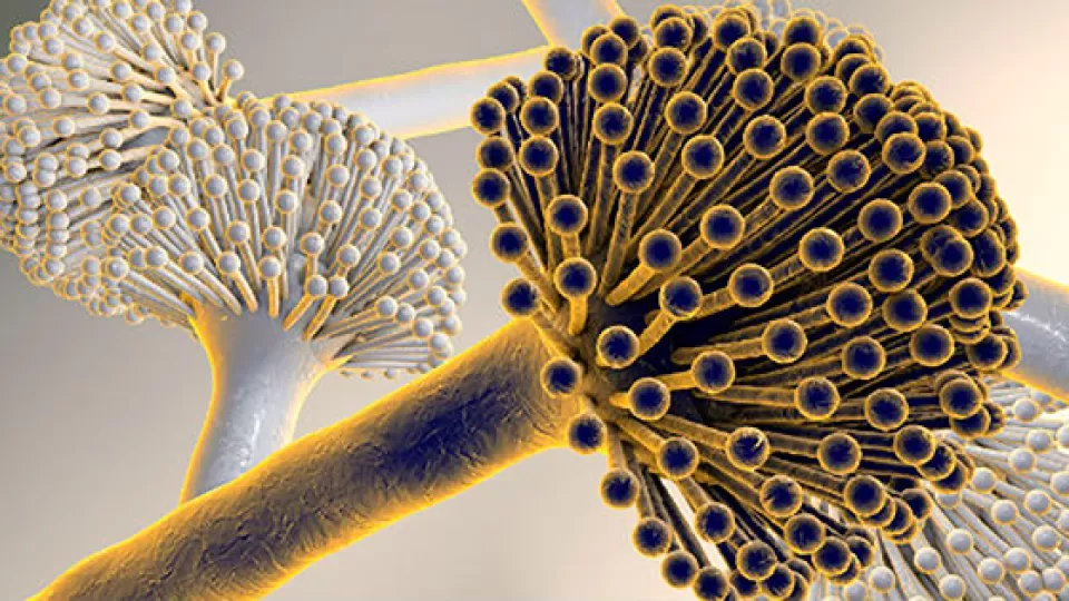 Hongos contienen sustancias perjudiciales para el hígado y son causa de cáncer: académica de la UNAM