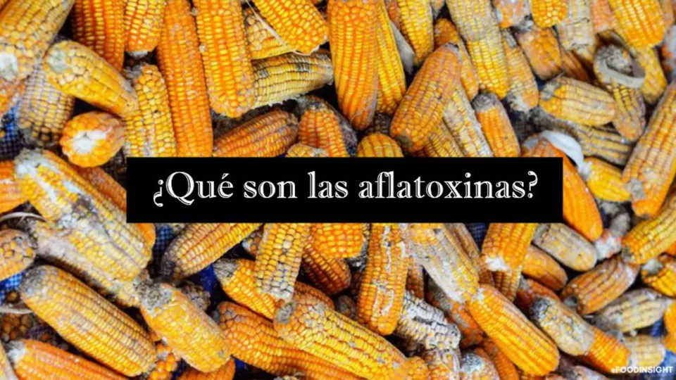 Hongos contienen sustancias perjudiciales para el hígado y son causa de cáncer: académica de la UNAM