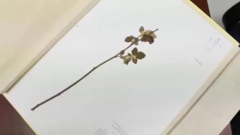 Facultad de Agronomía cuenta con más de 20 mil ejemplares de diversas especies de flora nativa de Sinaloa