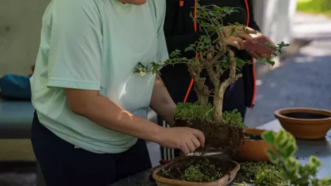 Conoce la Colección Bonsái dentro del Jardín Botánico de Culiacán