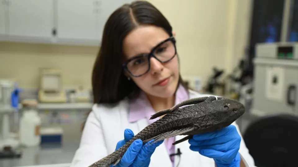 La invasión de especies exóticas como el pez diablo está afectando a la fauna nativa: investigador de la UAS