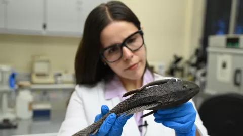 La invasión de especies exóticas como el pez diablo está afectando a la fauna nativa: investigador de la UAS