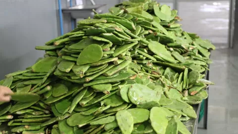 Investigan en la UNAM la manera más rápida para obtener biogás a partir de residuos de nopal