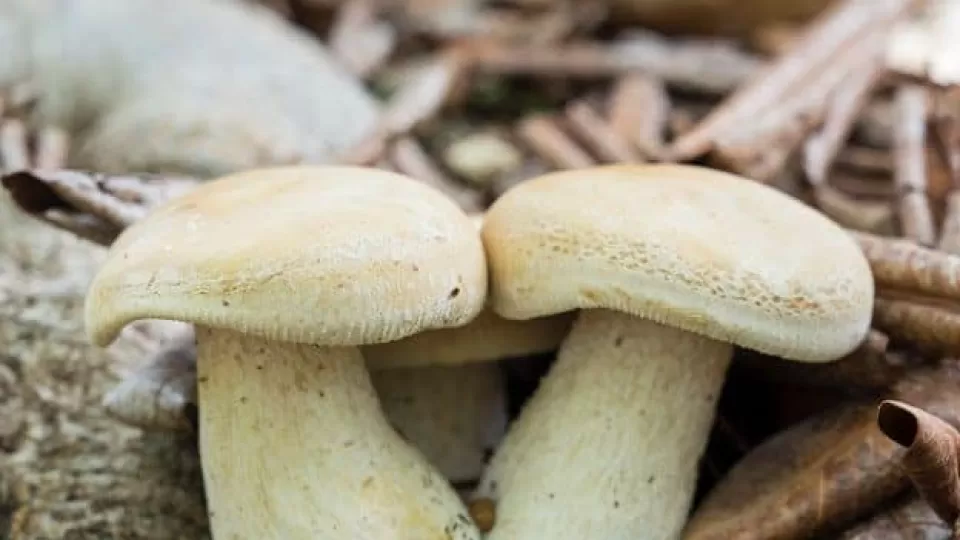 Disfruta el ‘Hongosto’, para divertirse, explorar y aprender en el Jardín Botánico de Culiacán