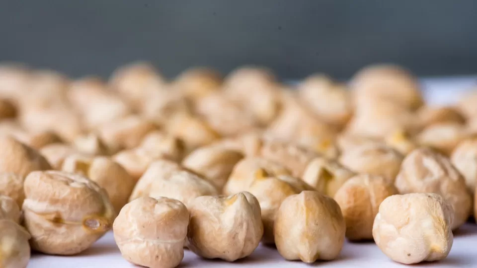 La comercialización del garbanzo se logró con éxito en los mercados de Arabia Saudita