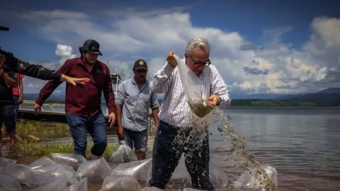 Inician siembra de alevines en la presa Sanalona y 13 embalses más de Culiacán