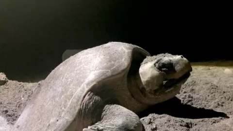 Conservación de la tortuga marina en Playa Ceuta por parte de la UAS sigue obteniendo resultados positivos