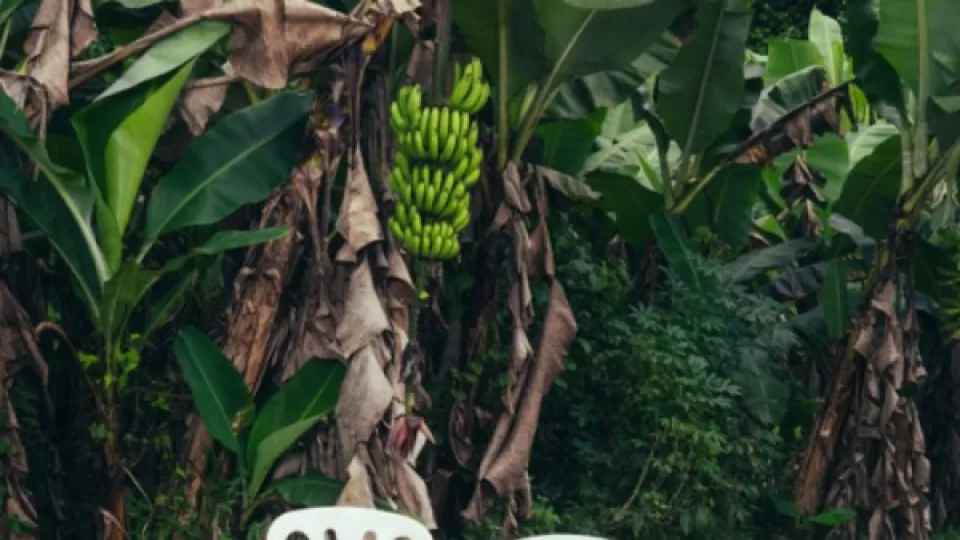 Bad Bunny vs Donald Trump