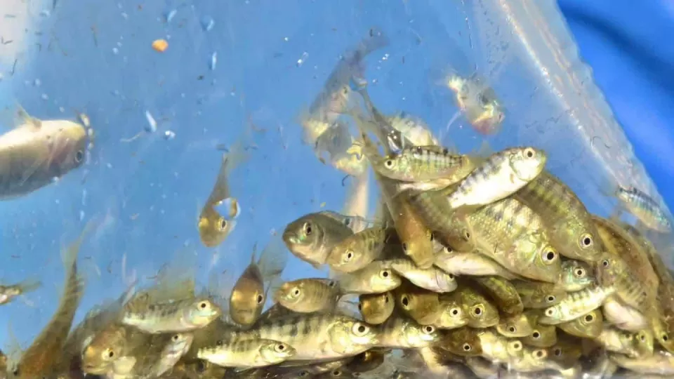 Concluye la siembra de 1 millón 500 mil alevines de tilapia en la Presa Josefa Ortiz de Domínguez