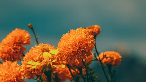 Cempasúchil, corazón del Día de Muertos, en jaque por el cambio climático