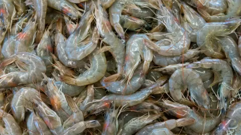 Sinaloa: temporada de camarón 2025 proyecta histórica producción de 50 mil toneladas