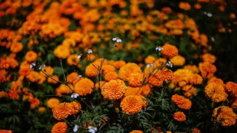 Xochimilco bate récord histórico en producción de cempasúchil para ofrendas del Día de Muertos