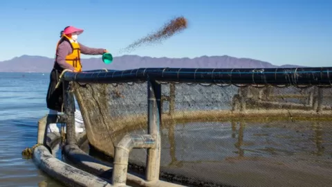 Sinaloa discute futuro pesquero en el Pacífico. Capturas aumentan 25.4% con 2,769 toneladas