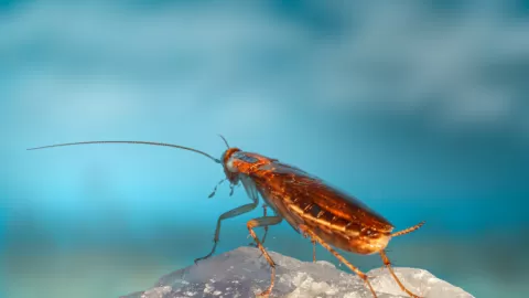 ¡Alerta en tu hogar! El electrodoméstico insospechado que atrae cucarachas: descubre cómo proteger tu salud y tu casa ahora