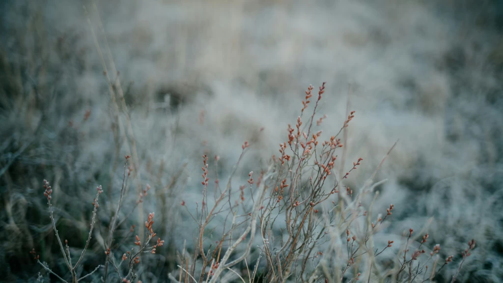 México Bajo Alerta Invernal: Frente Frío 16 Desata Primera Tormenta con Nieve, Lluvias Intensas y Temperaturas Gélidas este 21 de Noviembre