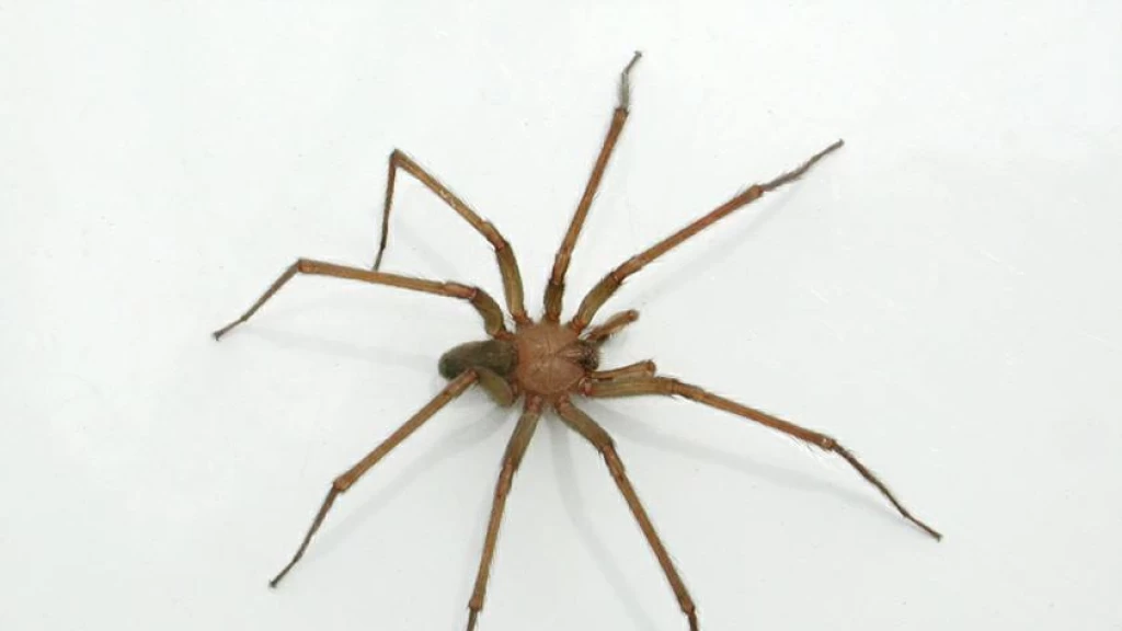 ¡ALERTA! Temporada de Araña Violinista en México 2025: Guía Completa para Proteger tu Hogar y Familia