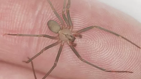 Araña Violinista: ¿Amenaza Mortal en Tu Hogar? Expertos Revelan Sus Peligros y Estrategias de Prevención Urgentes